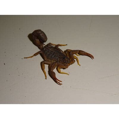 Tarantulas for sale, Scorpions for Sale .